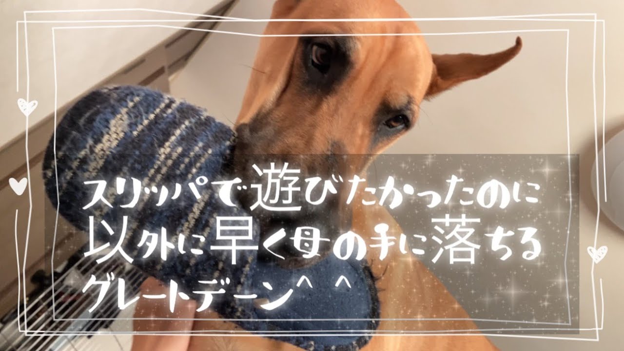 布団の上で大暴れなグレートデン、スリッパで遊ぶ
