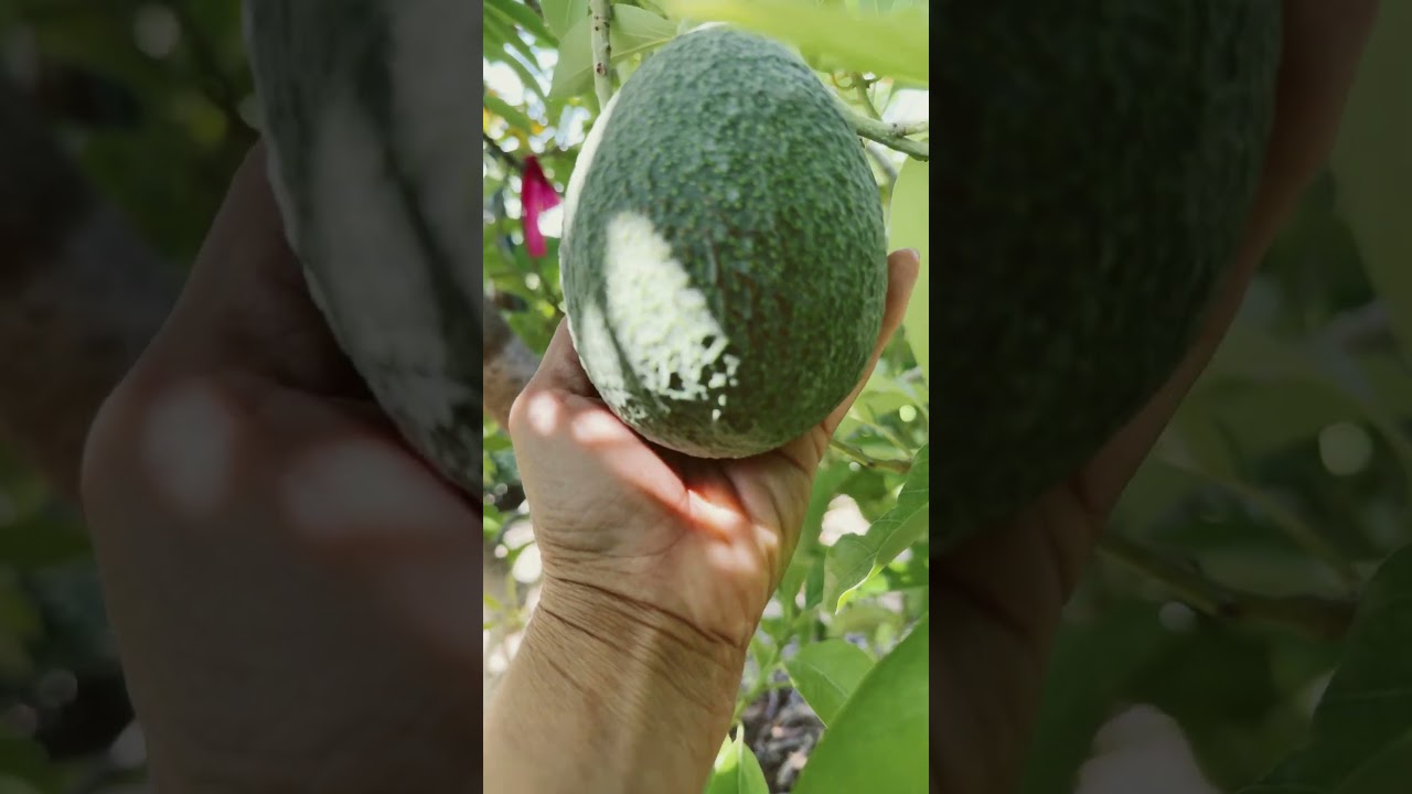 June 23, 2025 UPDATE ON REED AVOCADO FRUITING IN ZONE 9A OF PASO ROBLES CA.