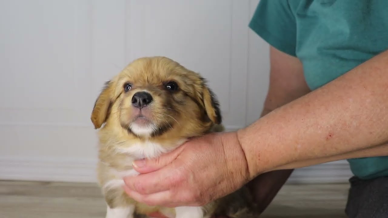 Purple Girl - AKC Pembroke Welsh Corgi puppy born 12/5/25 in Fayetteville Arkansas. NWA Corgi