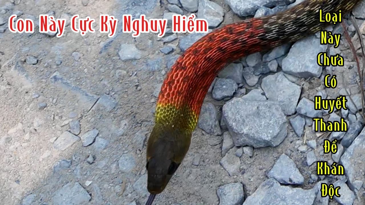 Nông Dân Mình Không Nên Chủ Quan Với Loại Rắn Độc này | Mười Thương Săn Bắt