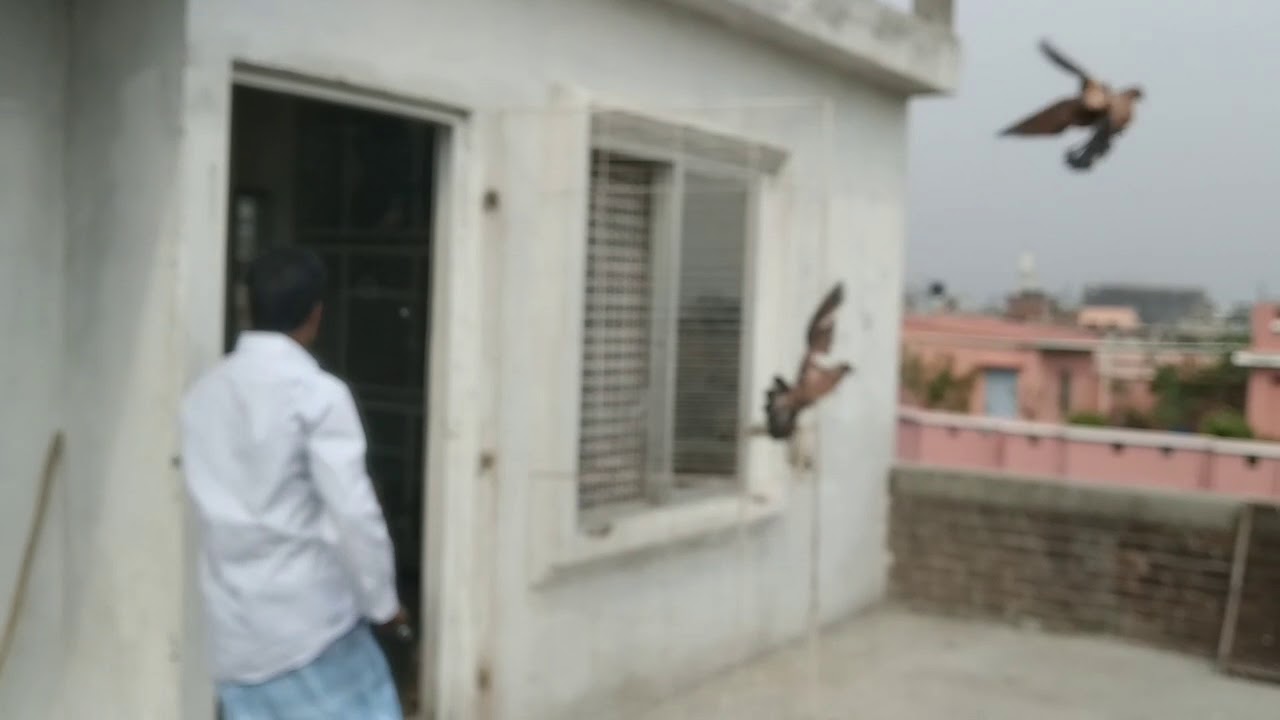 খালি চিলা আর চিলা না দেখলে চরম মিছ