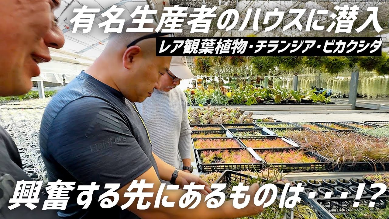 【観葉植物】有名生産者さんのハウスがお宝だらけだった【AMAZON/ネコテイト コラボ】