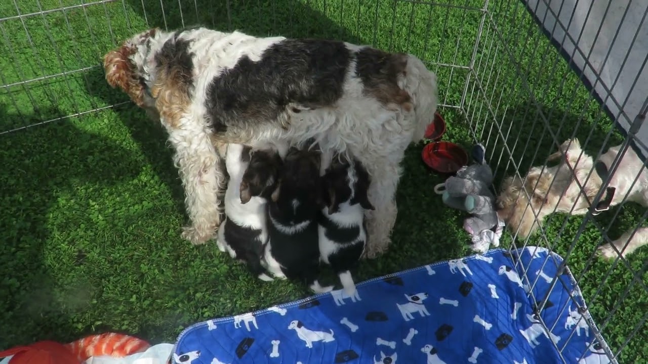 Open bar pour les chiots fox terriers poil dur