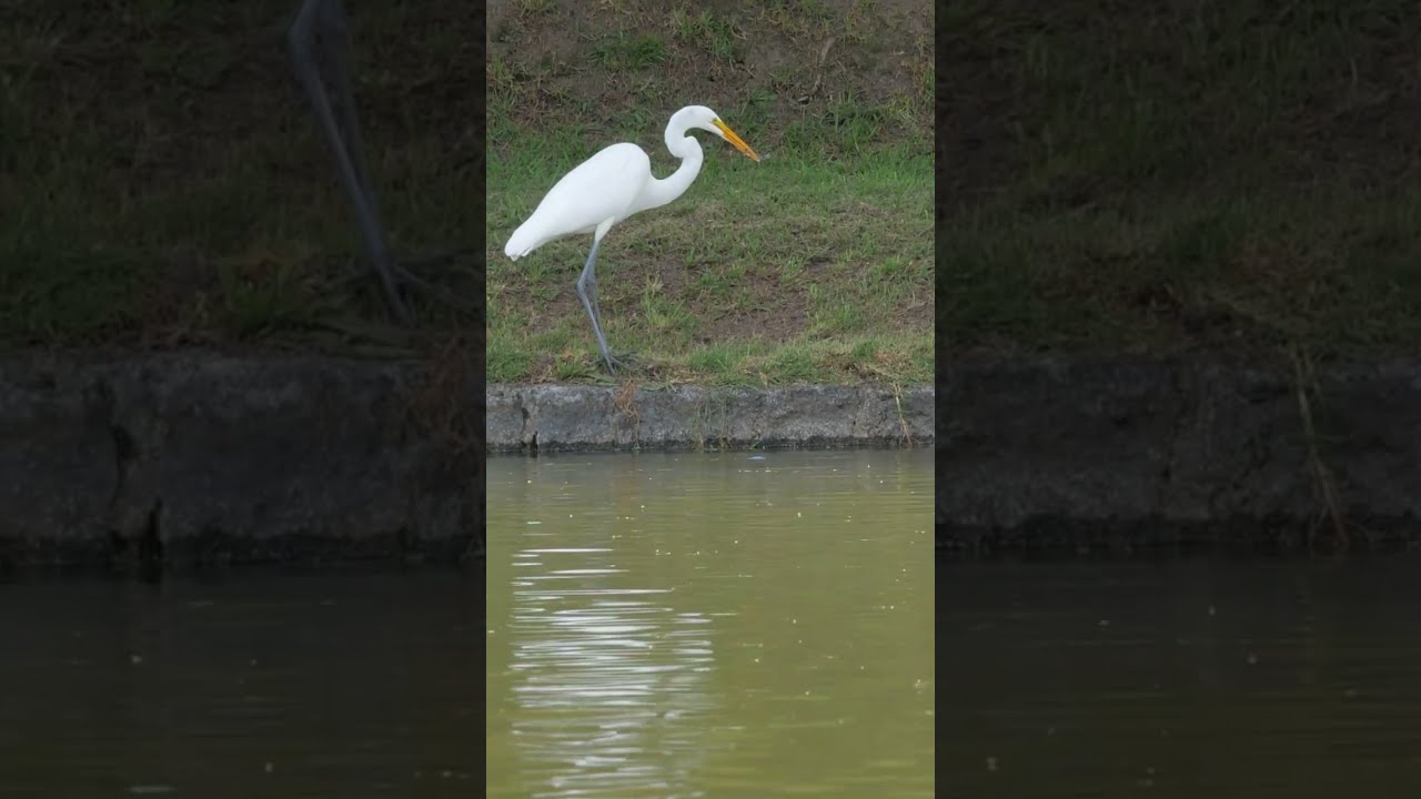 Una #garza hambrienta #shorts