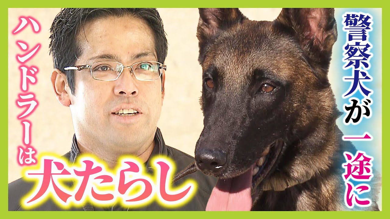 【犬たらしの警察官】警察犬を操る『ハンドラー』は元・水族館スタッフ「どれだけ自分のことを好きになってくれるか...」　大阪の訓練現場に密着！（2025年2月28日）