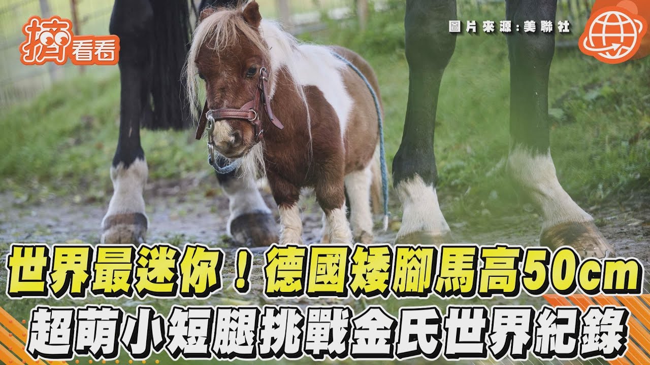 世界最迷你！德國矮腳馬高50cm　超萌小短腿挑戰金氏世界紀錄｜TVBS新聞｜擠看看
