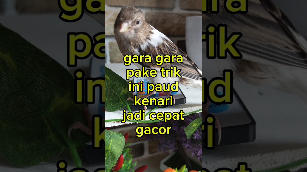 tips paud cepat gacor#shorts#kenari #kenarigacor#canary #birds #canarysinging