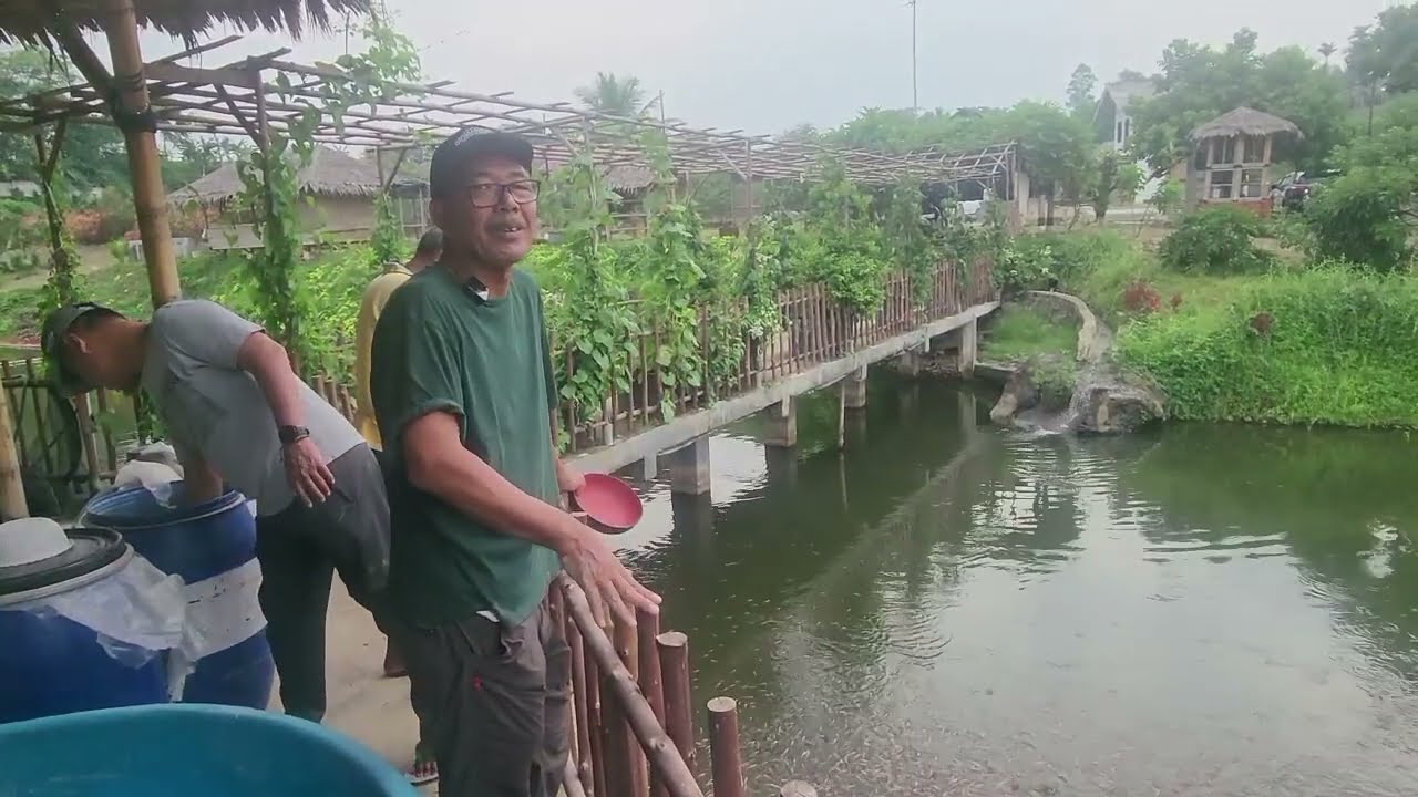PART.2#. 200.000.IKAN NILA MERAH#BUTUH PAKAN 100 KILO AZOLLA SETIAP HARI? 😱😱#VIRAL.!!