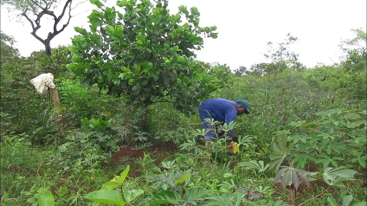 PR1400. Commune de Yoko; état d'avancement des plants mis en terre; Mai 2023