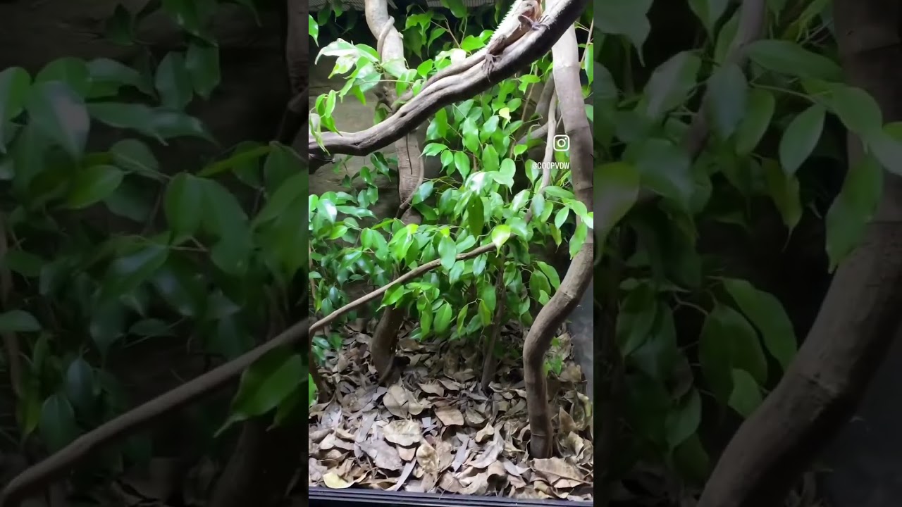 New Plants & MORE Eggs!! Boyd&rsquo;s Forest Dragons