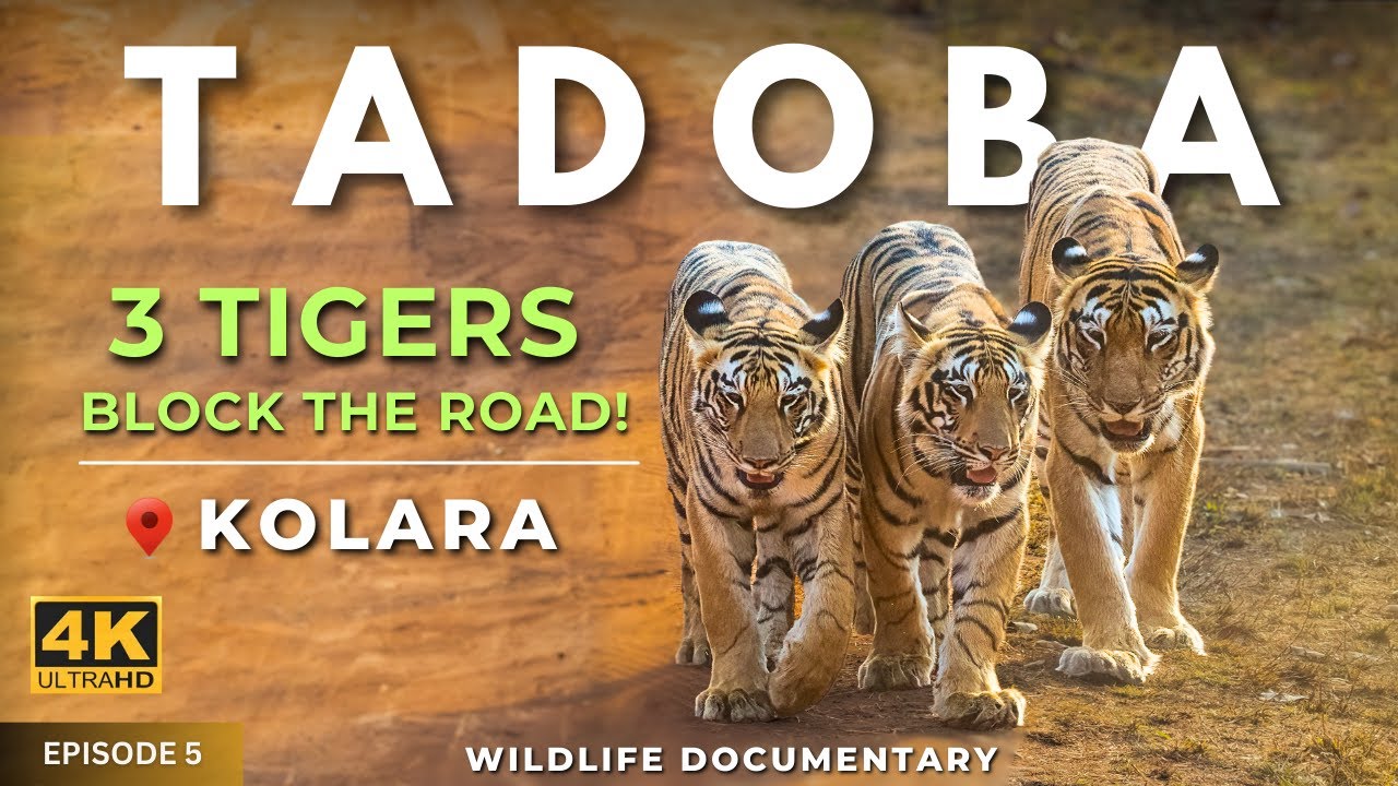 3 Tigers Block the Road in Tadoba | Choti Tara & Cubs | Tiger Hunt in Kolara! 🐅🔥 | 4K UHD | Ep 5