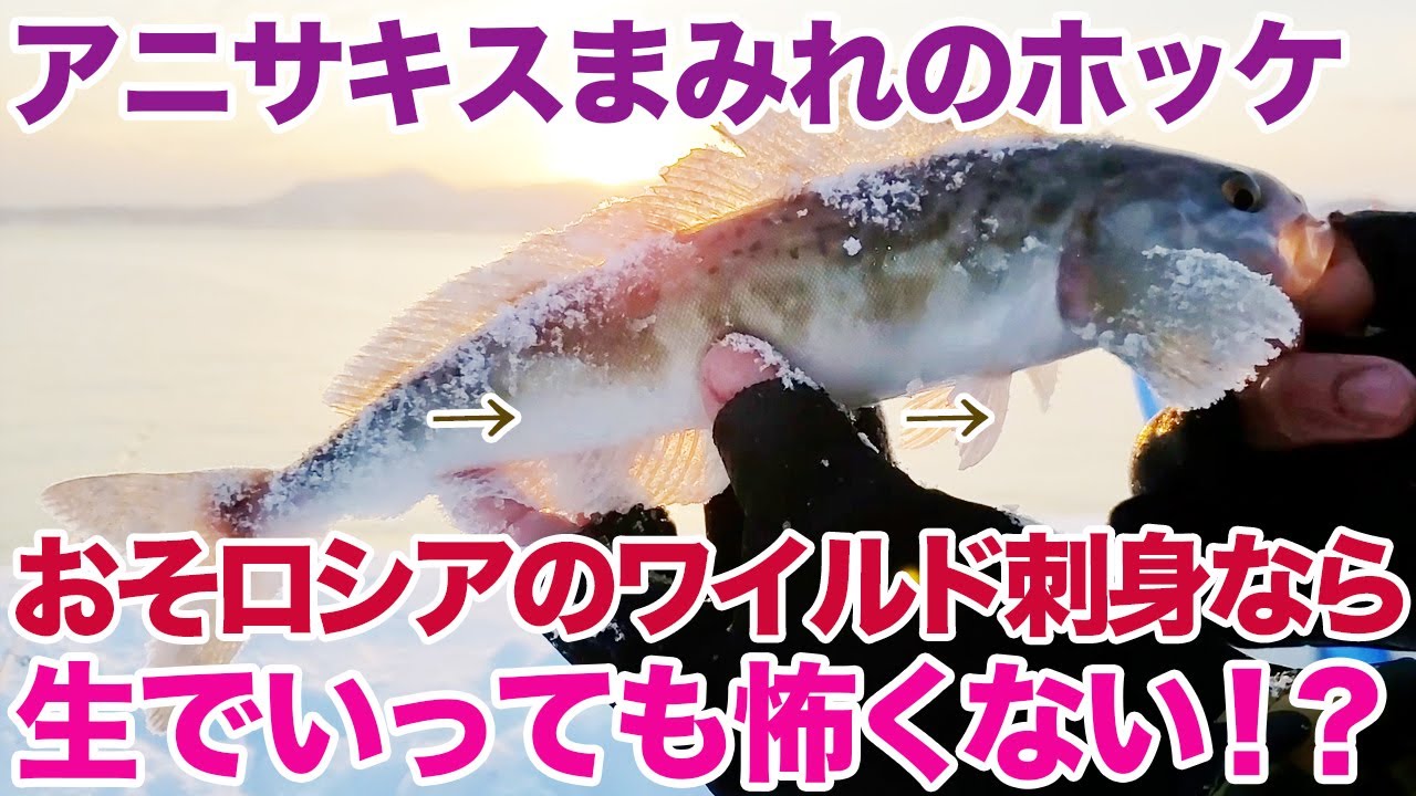 アニサキスまみれのホッケ、おそロシアのワイルド刺身なら生でも怖くない！？