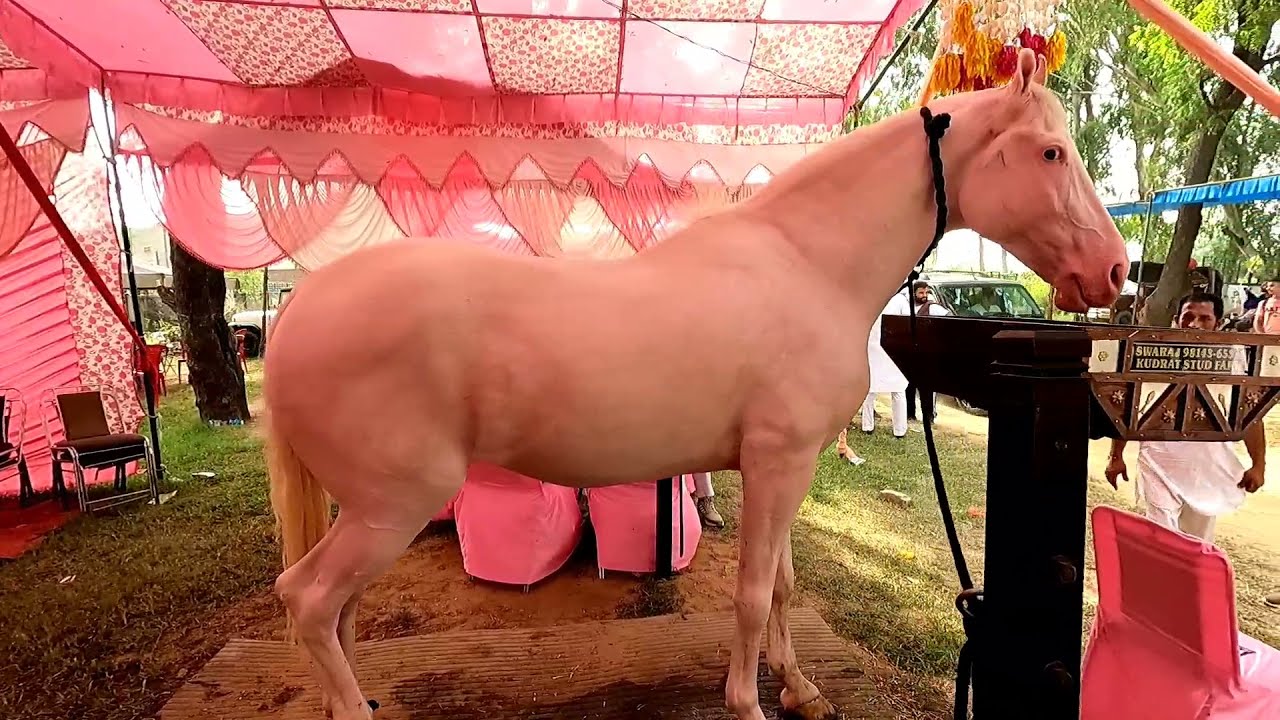 NUKRA STALLION#SAWRAJ #JAGRAON MANDI 2021