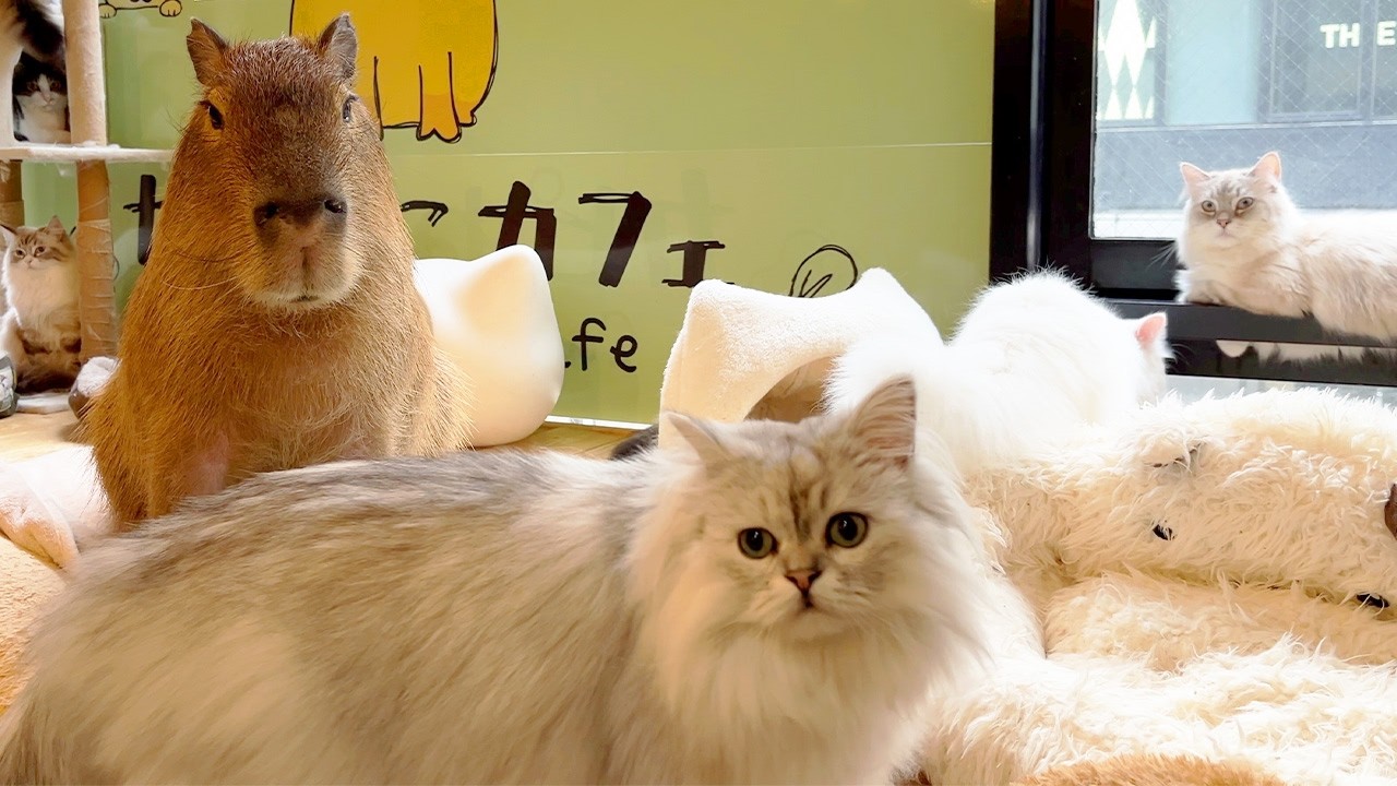 Японское кафе с капибарами и кошками🐈Единственное место в мире!!