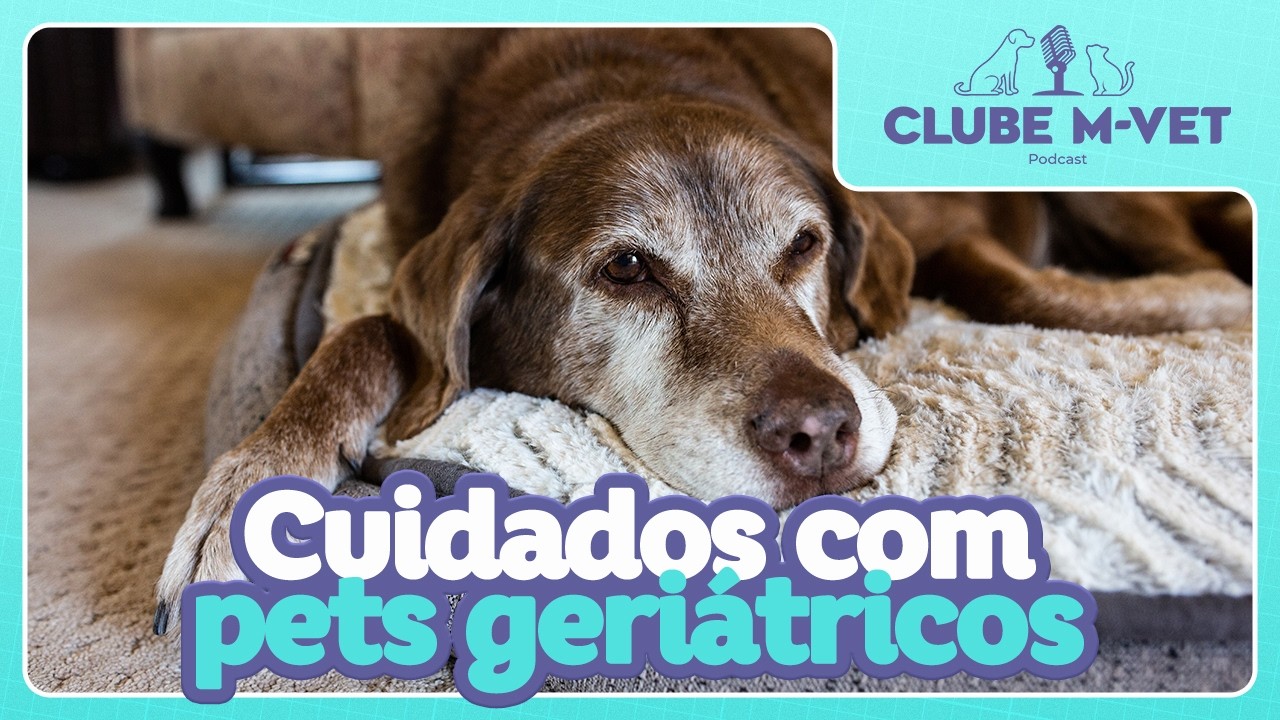 Seu pet está envelhecendo? Descubra como garantir mais saúde e longevidade!