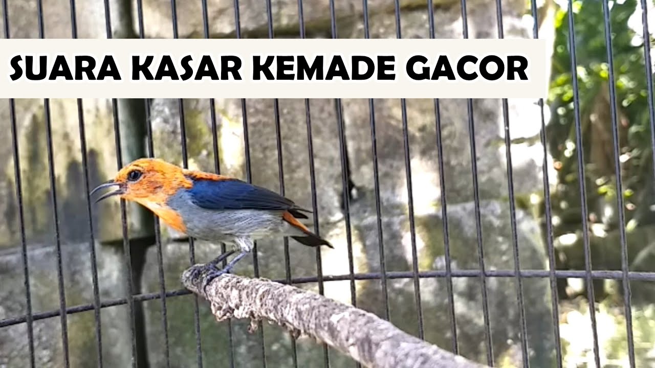 Kicau Burung CIT KERES GACOR Buat PIKAT & Pancingan KEMADE BAHAN Liar Agar Cepat Bunyi NGALAS Lot