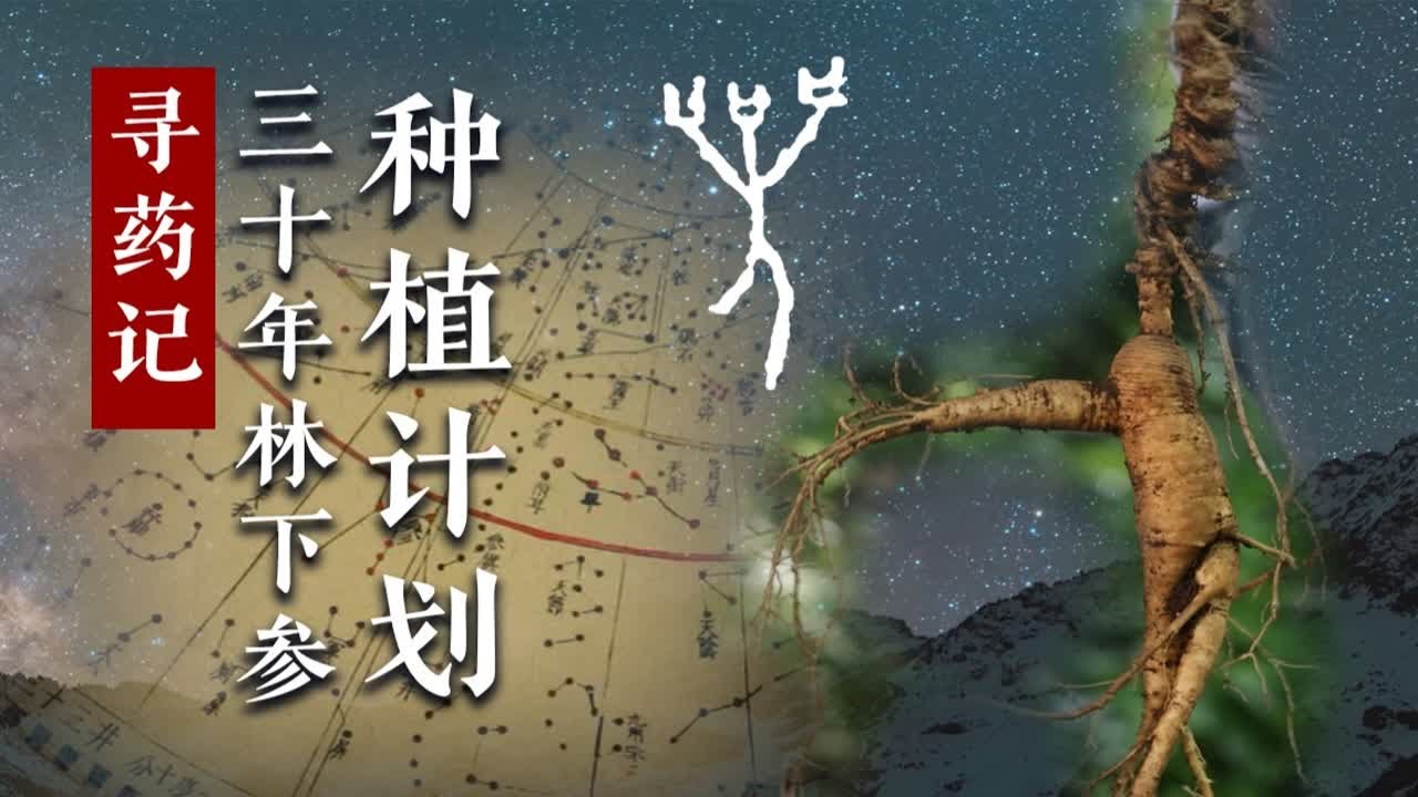 寻药记 三十年林下参&middot;种植计划