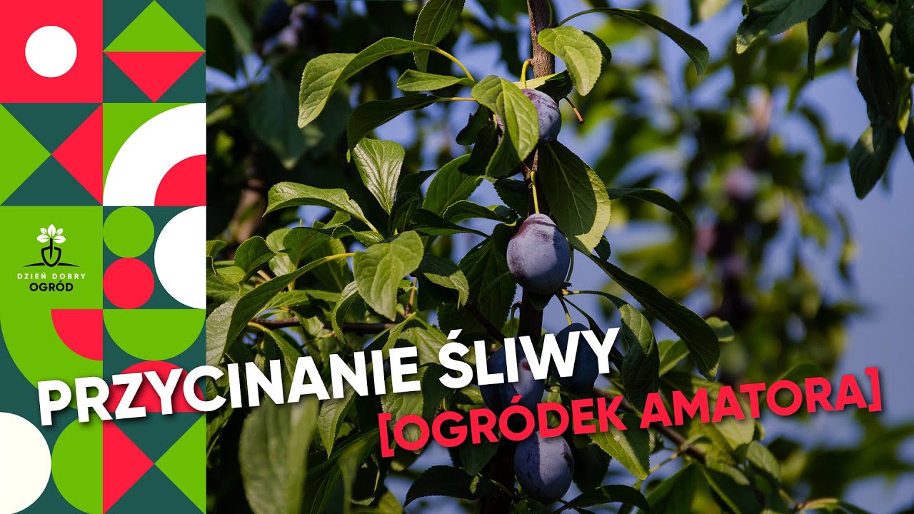 Przycinanie śliwy - lato/jesień - śliwa 2-letnia. Prześwietlanie dorosłej śliwy