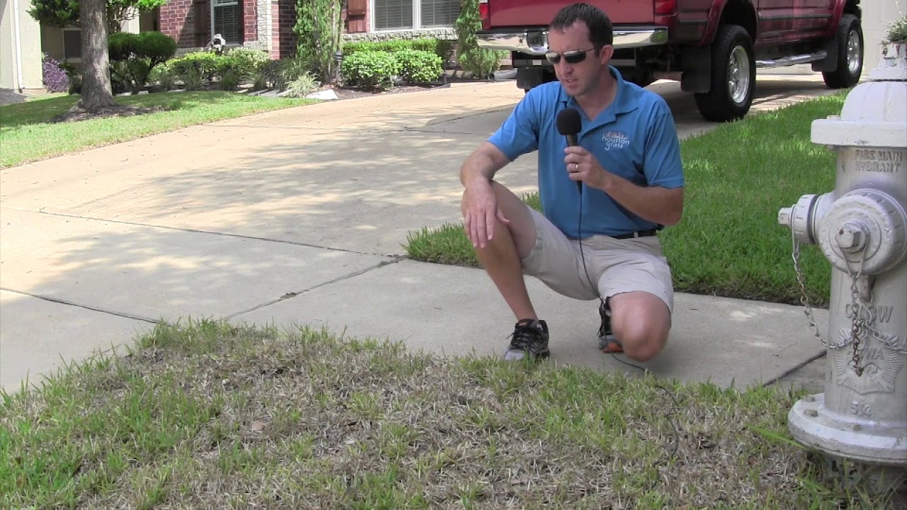 Chinch Bugs Treatment - Houston Grass - Pearland Sugar Land Missouri City