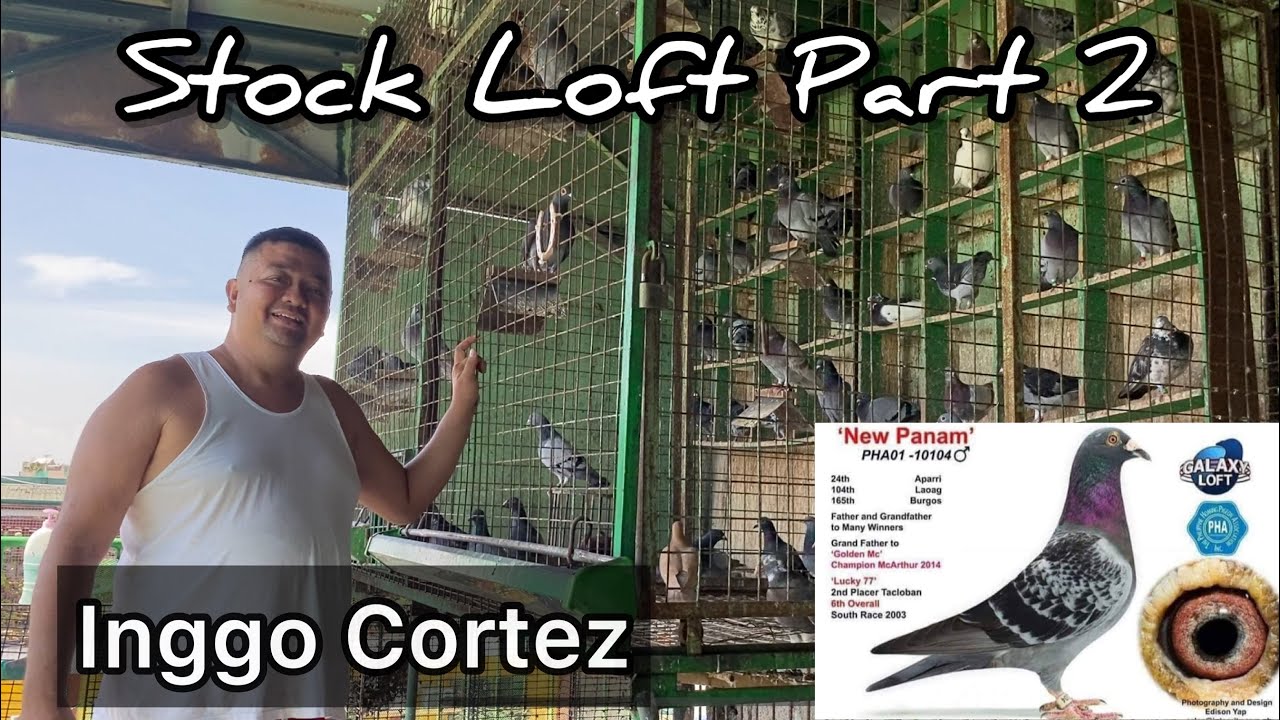 Breeder & Stockbird Luis line,Peter see & Ganus