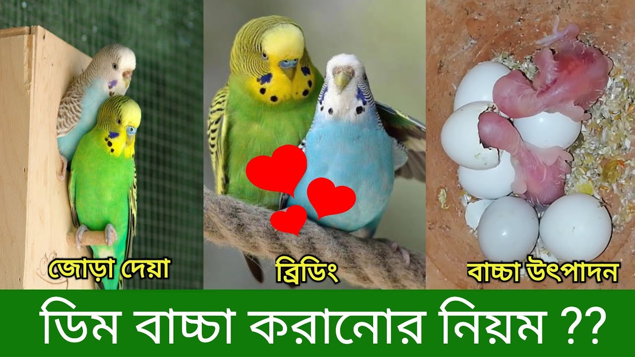 Budgerigar Bird Breeding | খুব সহজে পাখিকে ডিম বাচ্চা করানো | বাজারিগার পাখির ব্রিডিং | Pakhi Palon