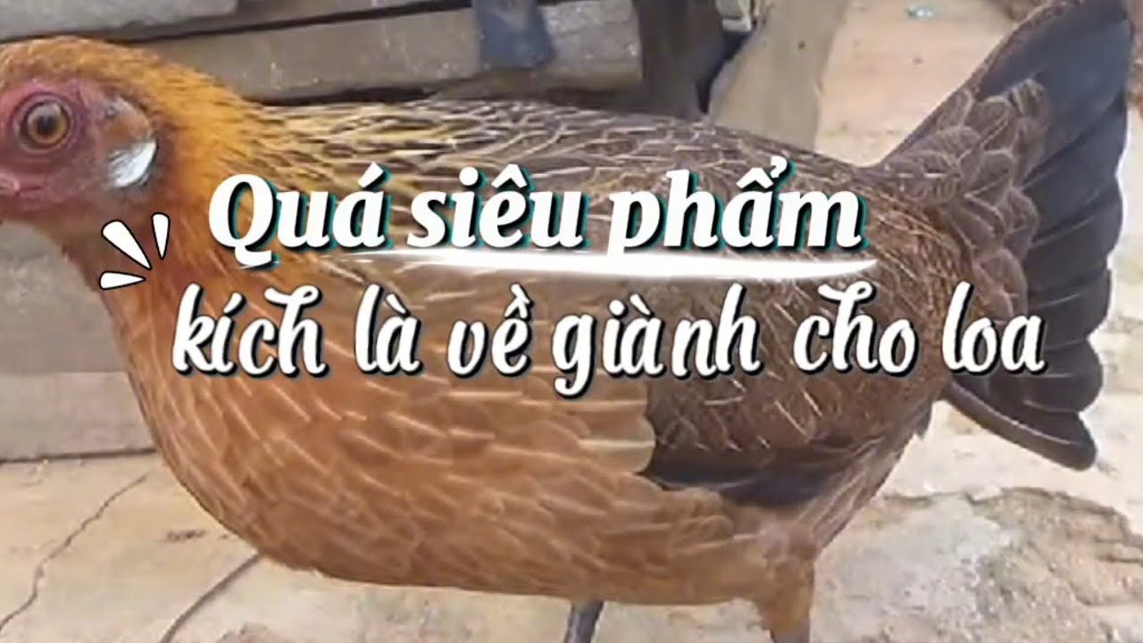Tiếng gà mái gọi trống siêu phẩm kích là về 102( không tạp âm)