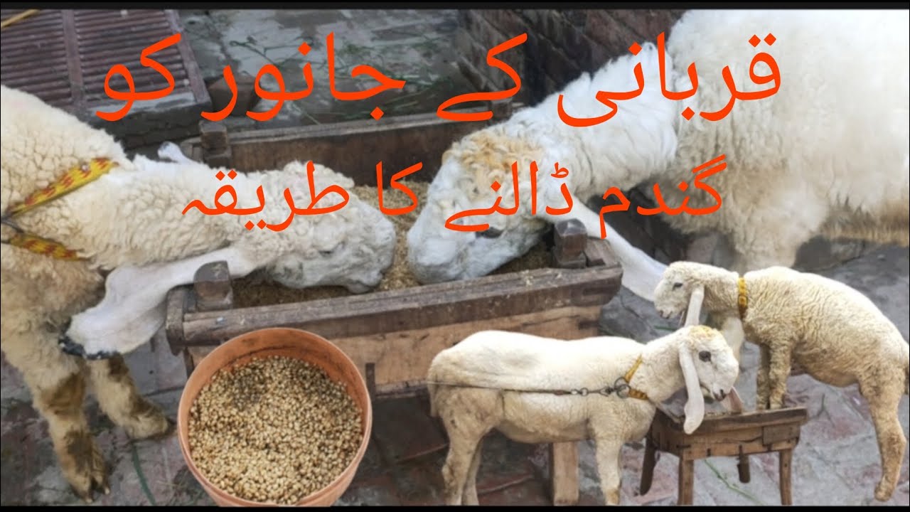 qurbani ka Janwer ko گندم ڈالنے کا طریقہ pigeon animal house