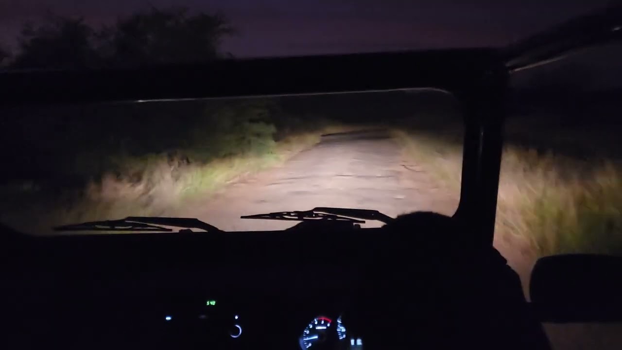 South Africa 2023 - Early Morning Safari at the Ivory Tree Game Lodge #safari