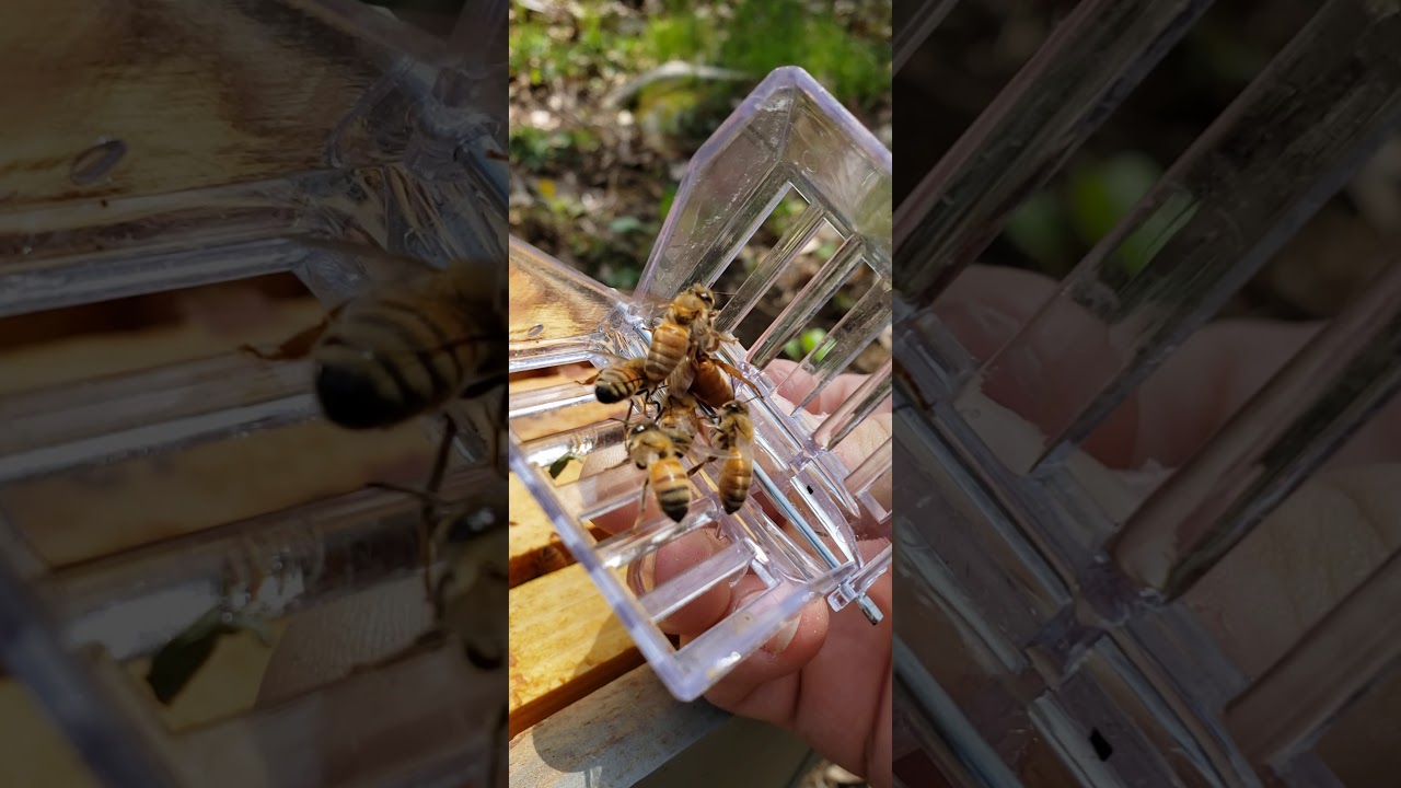 Queen recapture after mating flight 2