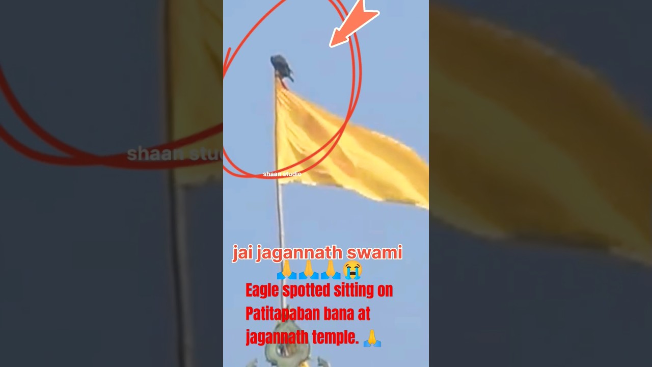 Eagle spotted sitting on Patitapaban bana at jagannath temple. 🙏 #jagannath #shorts #youtubeshorts