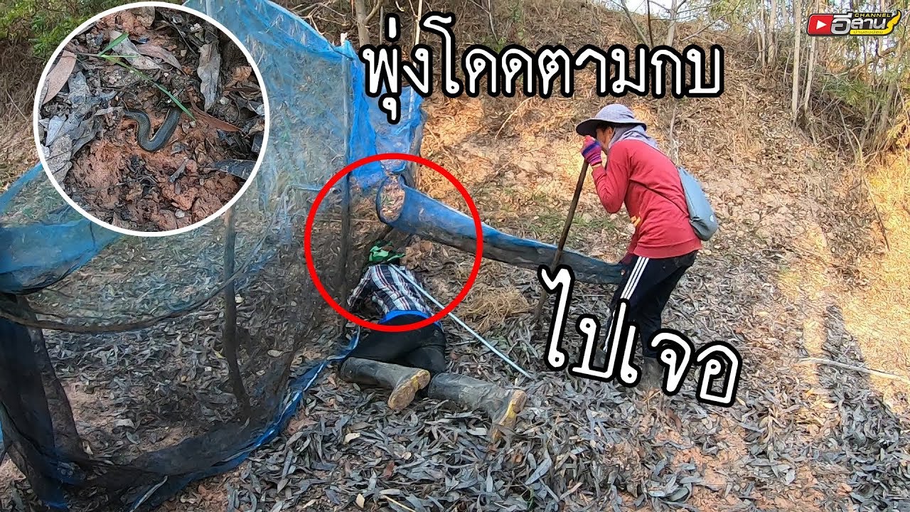 ค้นพบแล้วดงกบเขียดที่ตามหา!!? ขุมทรัพย์คนอิสาน!! หากบไง หาขุดกบไง กับทีมงานสามใบเถา