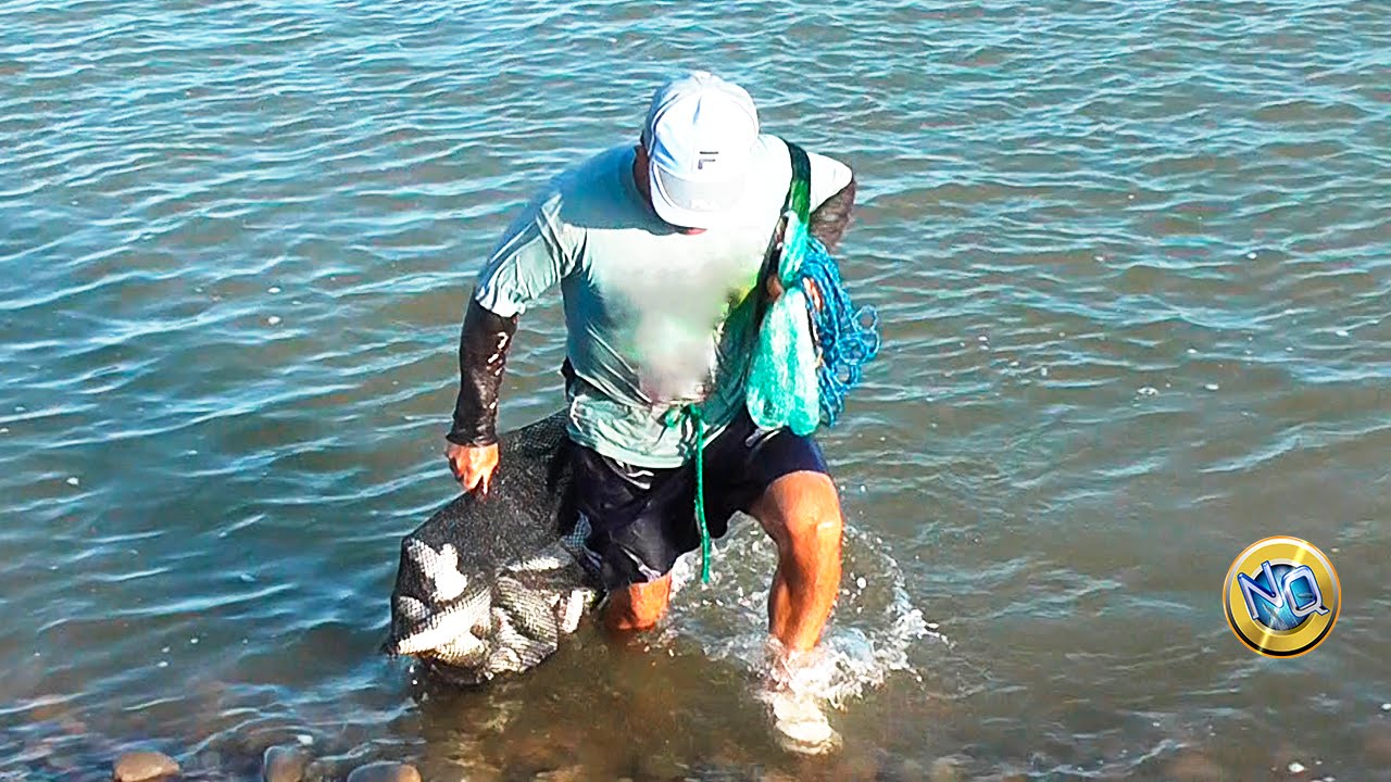 Mira la Gran Cantidad de Lisas que atrapa este Pescador con unos pocos lances de su Atarraya