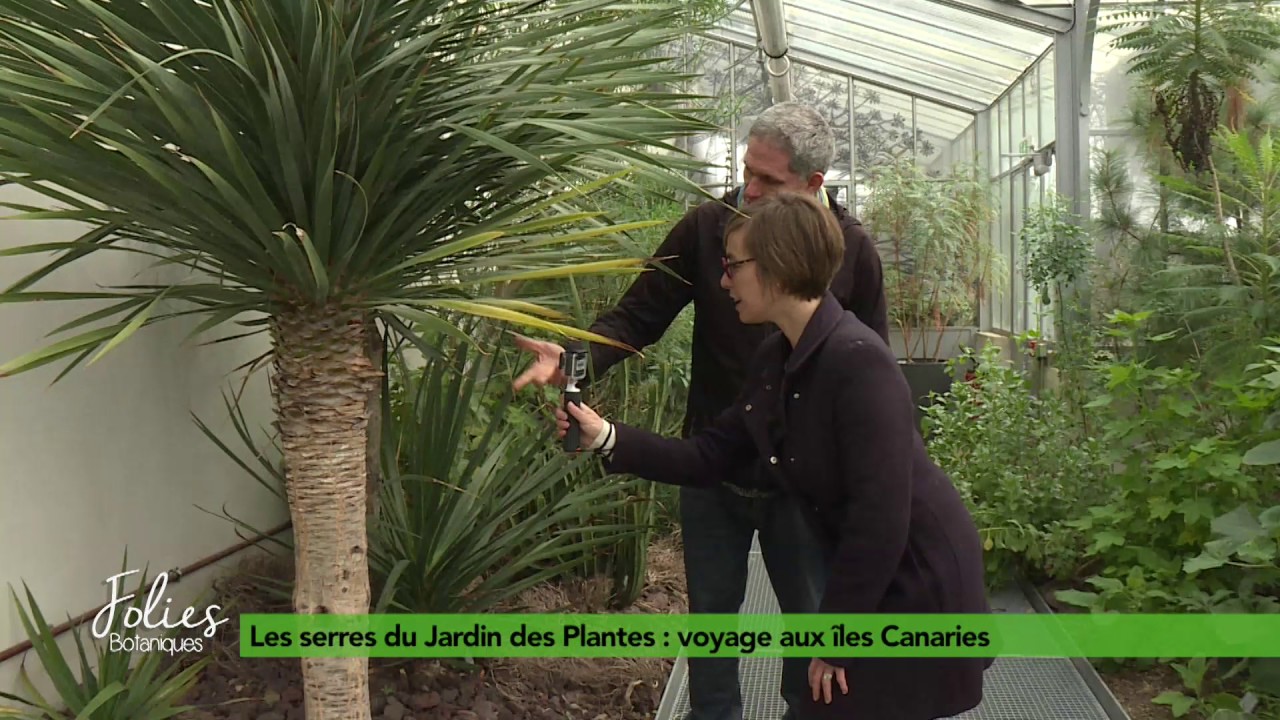 Folies Botaniques dans les Serres #8 : les Canaries