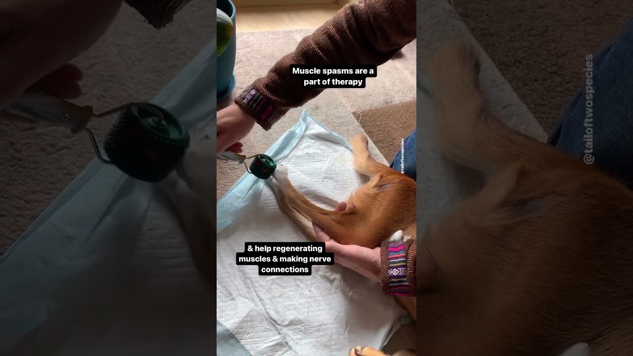 Important tip for Physiotherapy at home for your paralyzed dog / animal