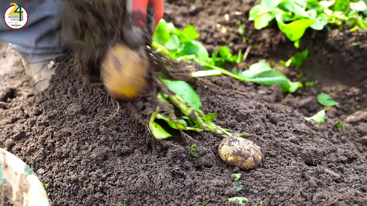 #Farm24 Morrisons Jersey Royals