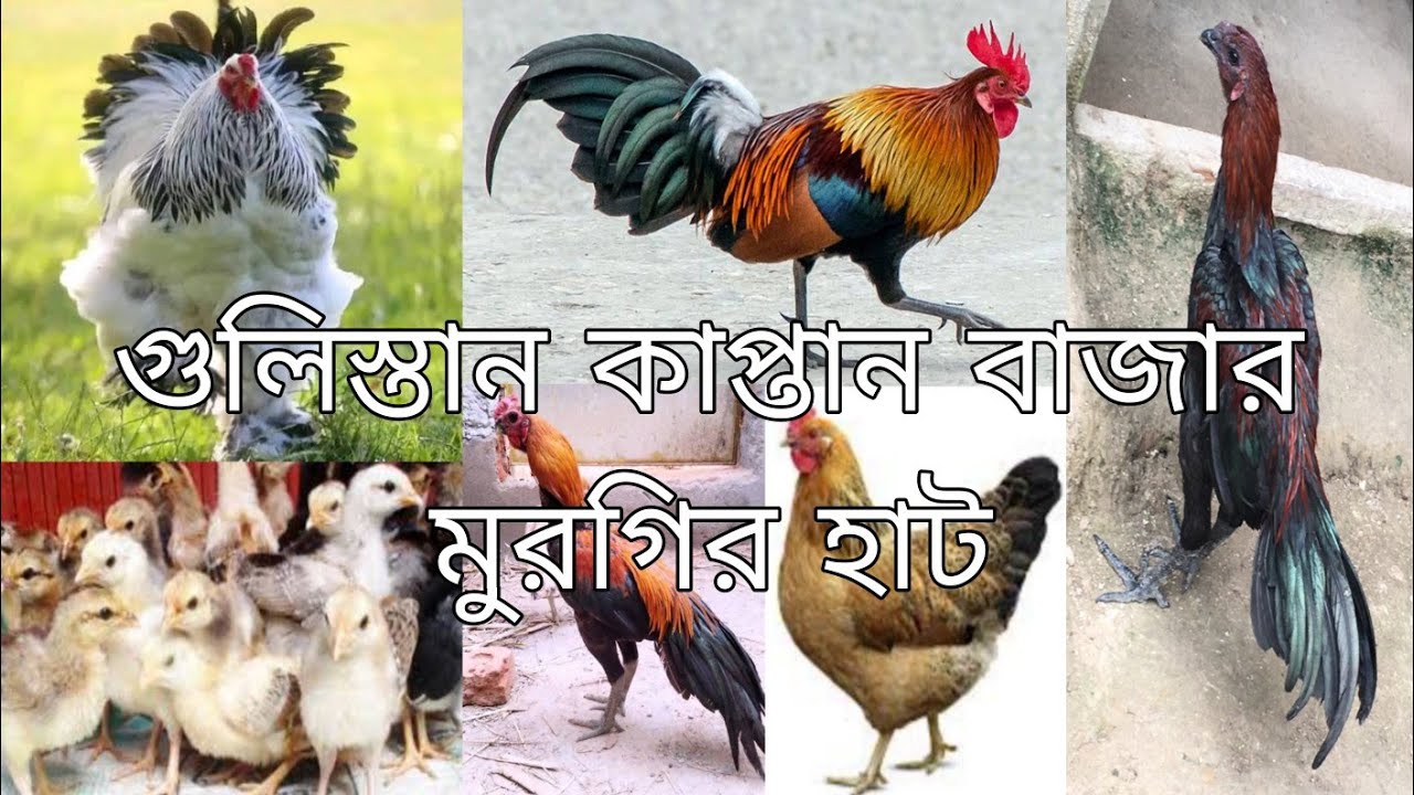 গুলিস্তান কাপ্তান বাজার মুরগির হাট ৭ই ফেব্রুয়ারি ২০২৫.হাটে উঠেছিল নানান প্রজাতির মুরগি।