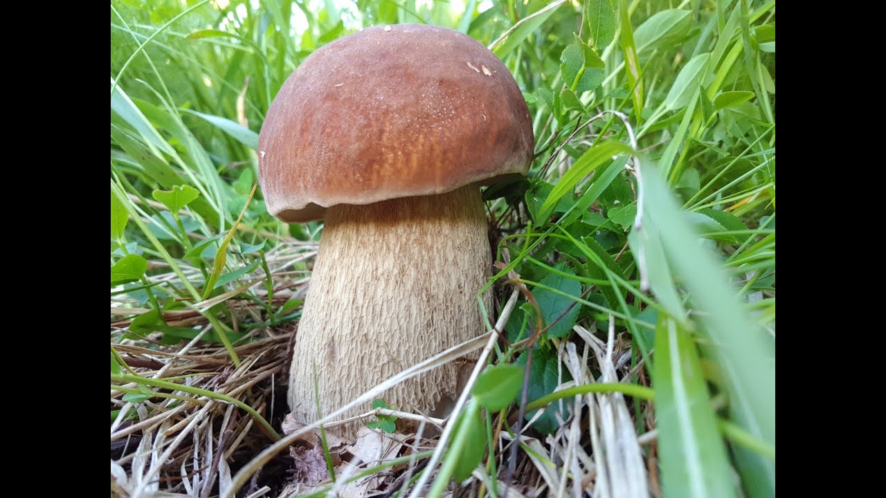 BOLETUS AESTIVALIS NELL' ERBA MAGICA!