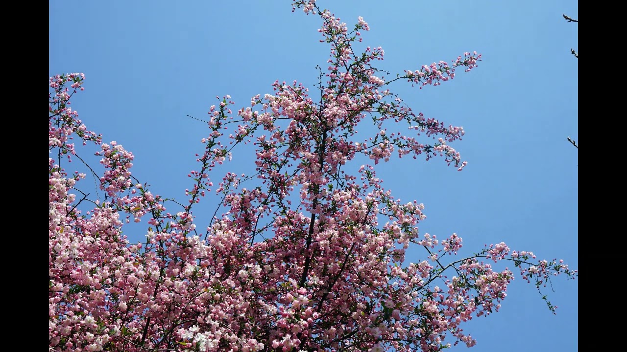 Mozart - Sinfonia Concertante in E Flat Major, K. 364 - 2. Andante - Berlin Philharmonic