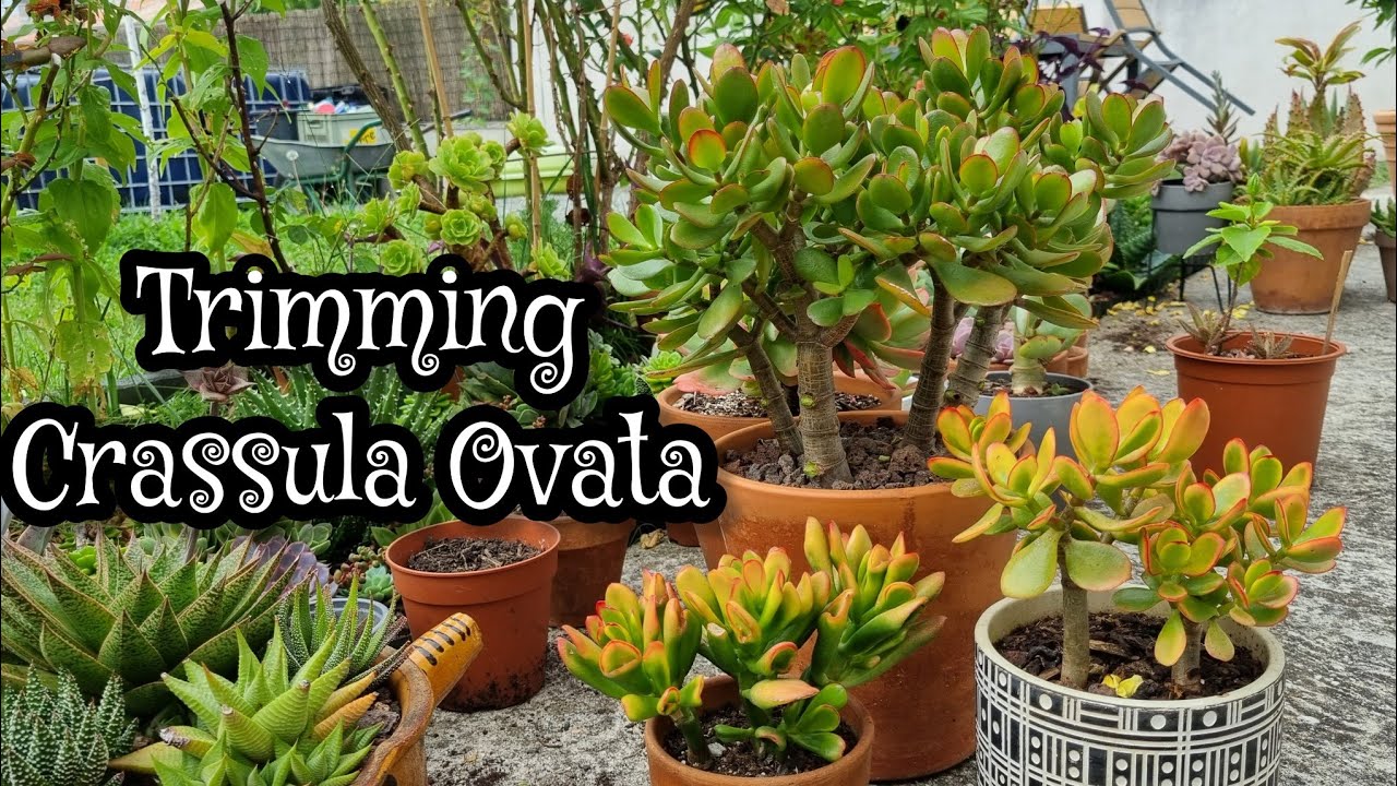 Time to trim my Jade plant again | Succulents maintenance