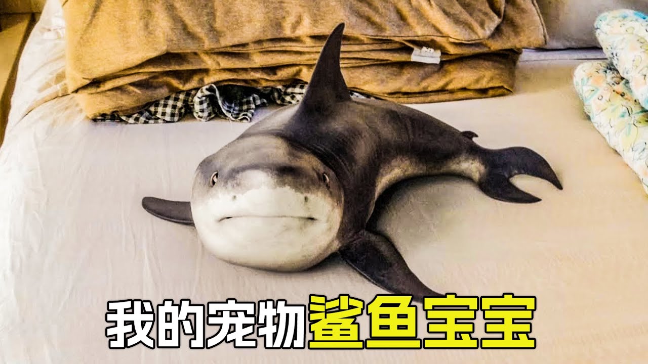 鯊魚寶寶是我的寵物，它非常聰明，就是喜歡喝馬桶水，科幻，奇幻，超能力，鯊魚，解說，6個短片解說合集