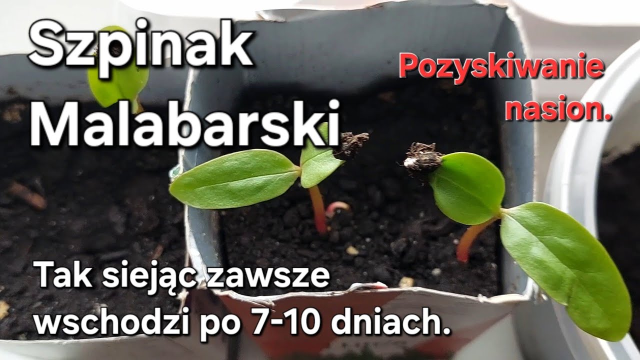 Szpinak Malabarski. Pozyskanie nasion, sianie, prosta metoda wschodzi po 7-10 dniach.