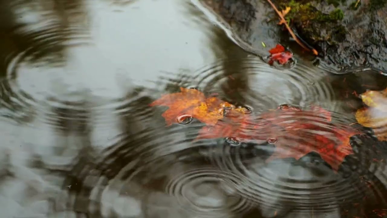 Fall Leaves Falling