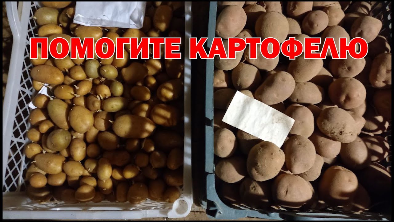 Январь. Прорастает картофель? Что делать?