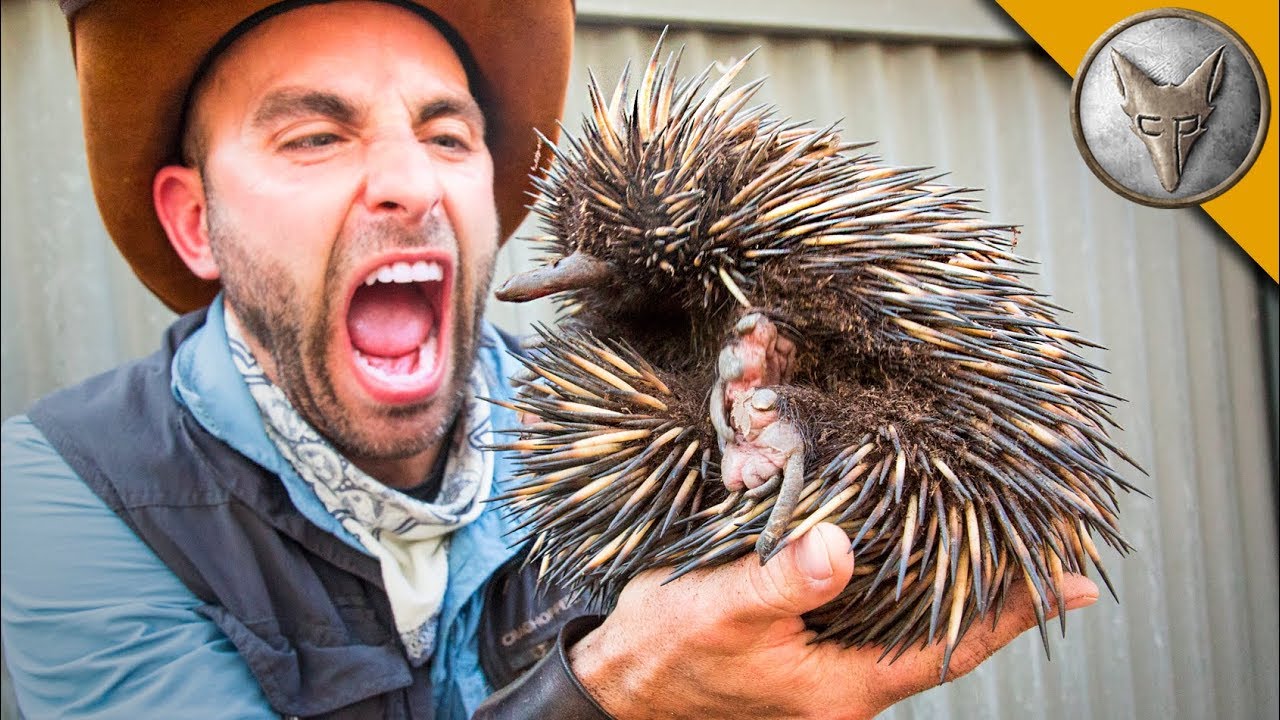 LIVING BALL OF SPIKES!