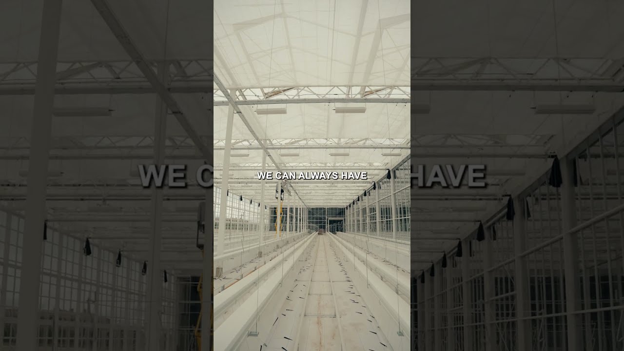 Mastering CANNABIS GREENHOUSE Climate Control to Stop Humidity Damage