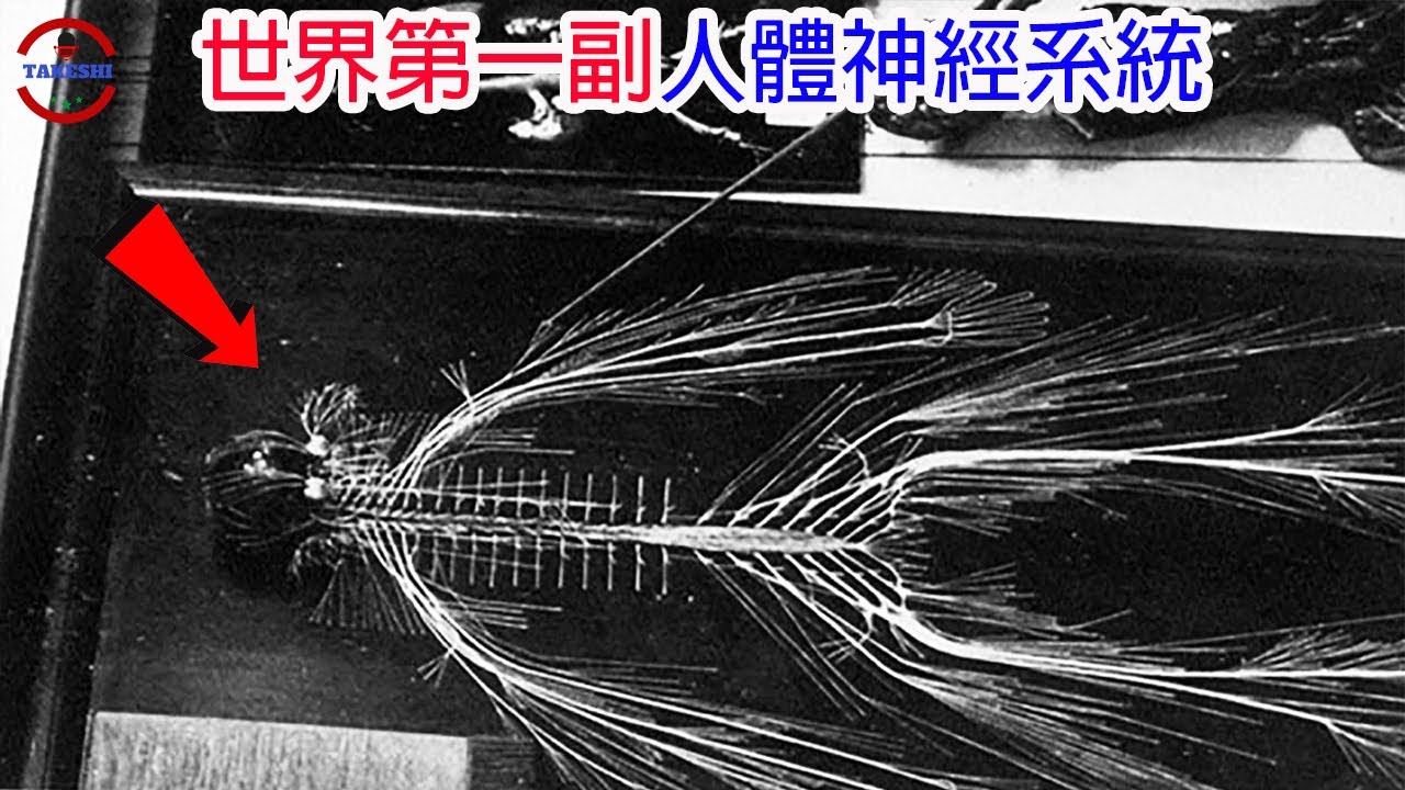 [生物放大鏡] 世界第一副被完整取出的人類