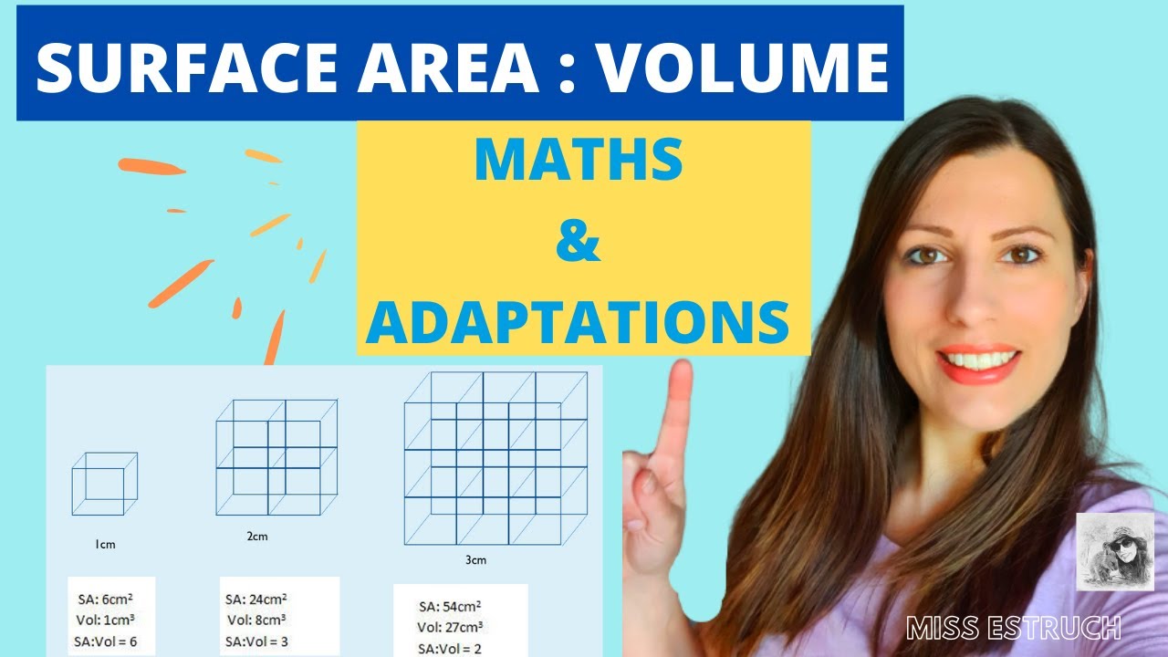 Surface area:Volume ratio calculation. PLEASE WATCH THE UPDATED VERSION INSTEAD