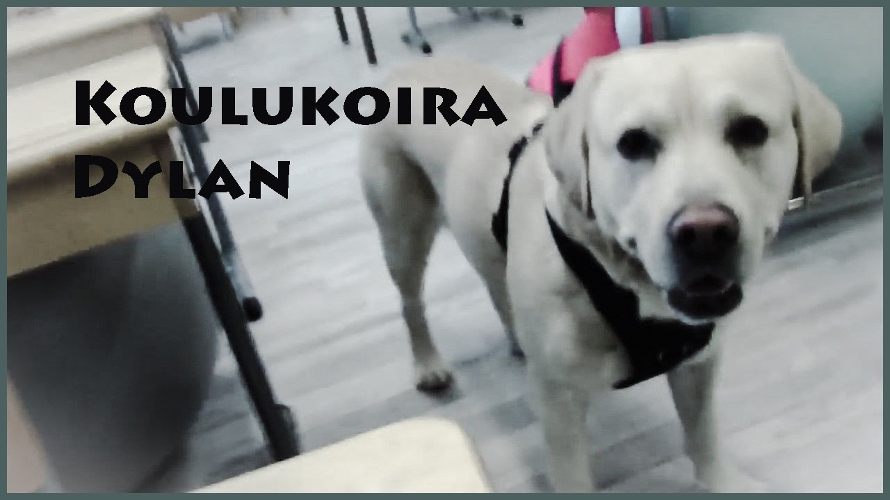 LABRADORINNOUTAJA JA LAPSET | KOULUKOIRA DYLAN