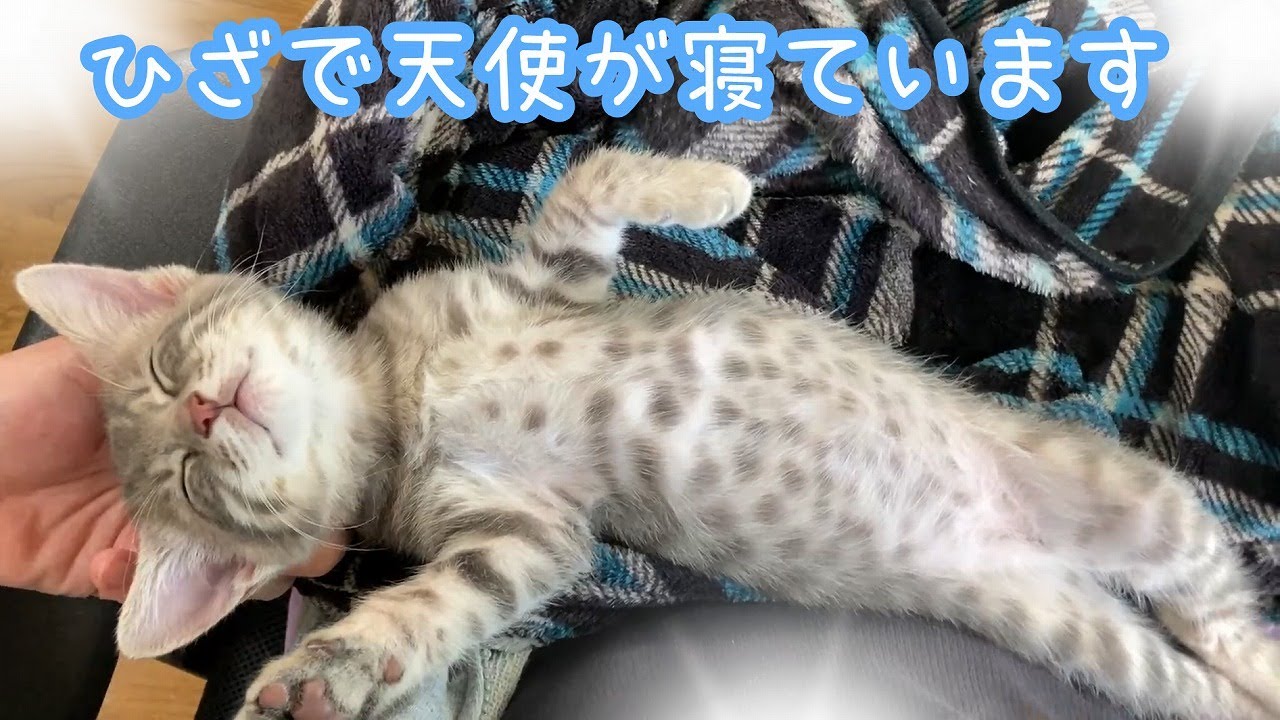 【保護猫】ただただかわいい子猫の寝顔～もふもふのおなか・肉球サービスなど～【生後57日】Sleeping face of a cute kitten