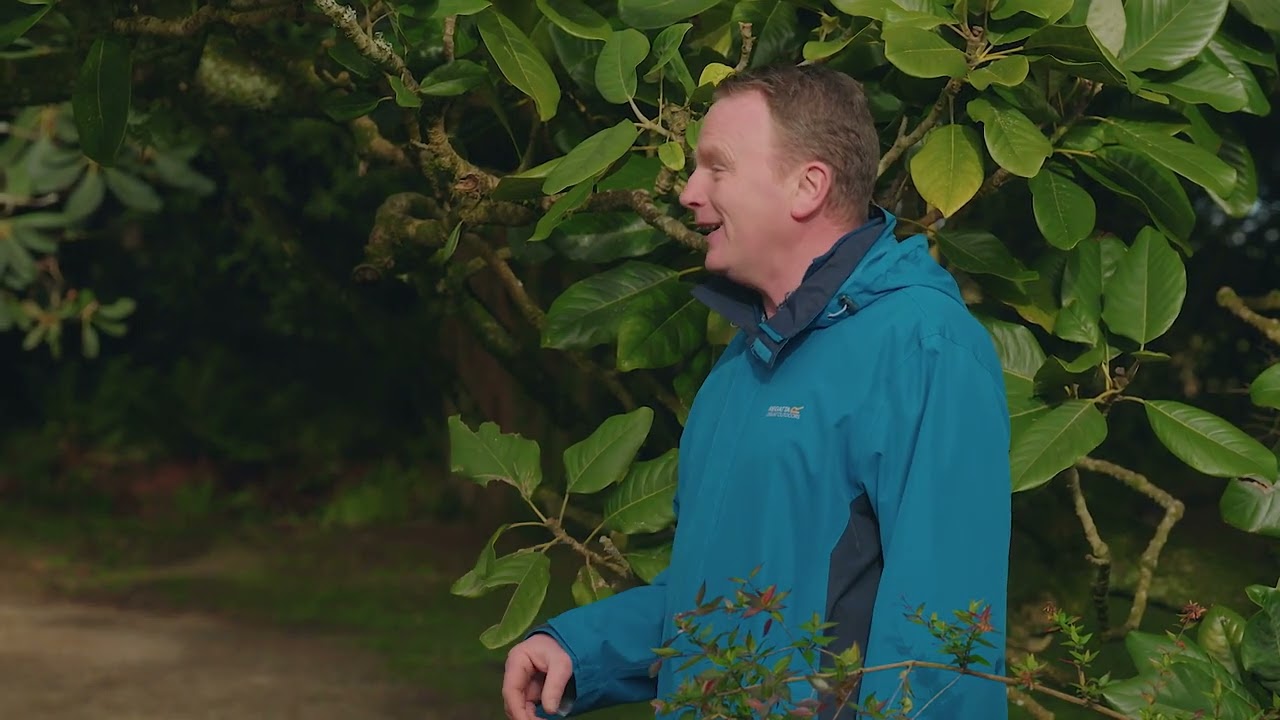 Kilmacurragh's Historic Magnolias